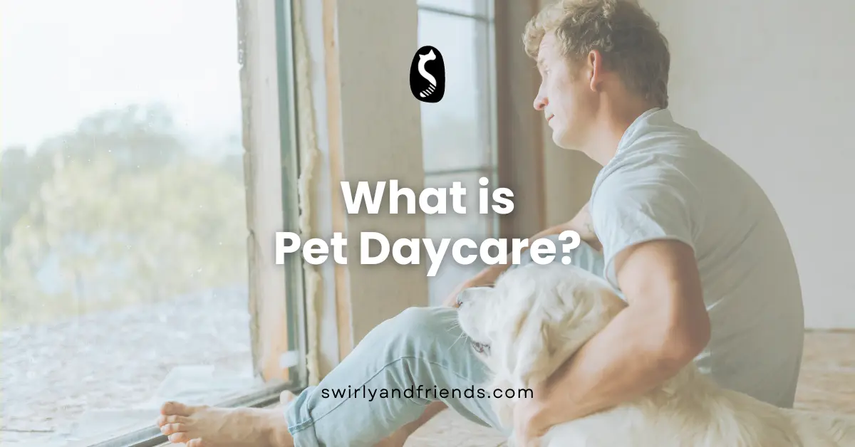 What is Pet Daycare?